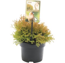 FLORASELF® Westerse levensboom Thuja Occidentalis Rheingold potgrootte Ø 17 cm