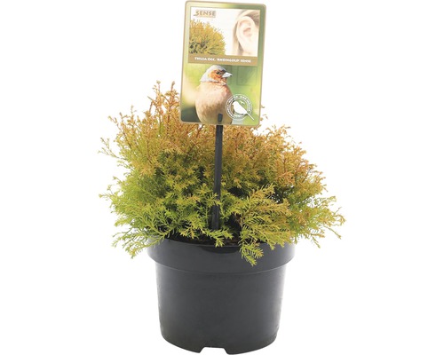 FLORASELF® Westerse levensboom Thuja Occidentalis Rheingold potgrootte Ø 17 cm Thuja occidentalis Rheingold in pot