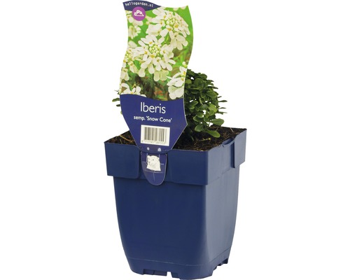 Iberis sempervirens ''Snow Cone'' in pot