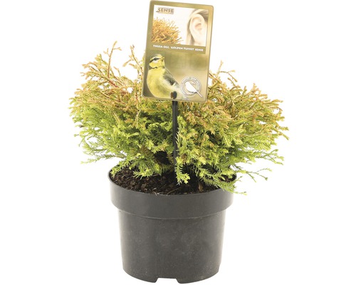 FLORASELF® Westerse levensboom Thuja Occidentalis Golden Tuffet potgrootte Ø 17 cm