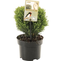 Bolvormige levensboom ''Teddy'' in pot