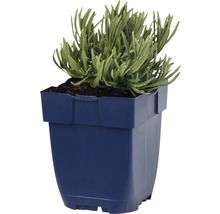 Lavendel in een pot