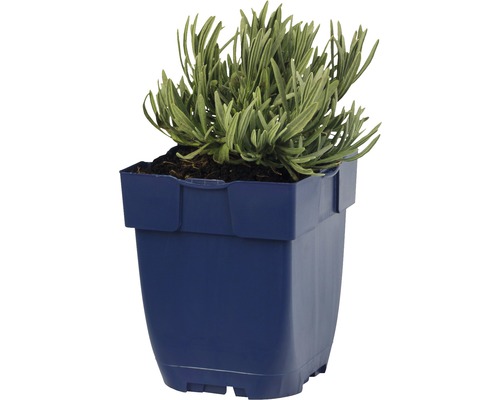 Lavendel in een pot