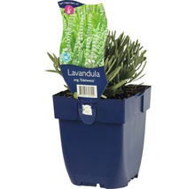 Lavendel Edelweiss in pot
