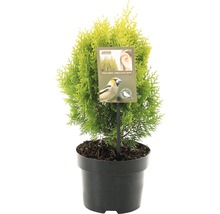 FLORASELF® Oosterse levensboom Thuja Orientalis Aurea Nana potgrootte Ø 17 cm