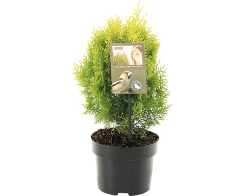 FLORASELF® Oosterse levensboom Thuja Orientalis Aurea Nana potgrootte Ø 17 cm