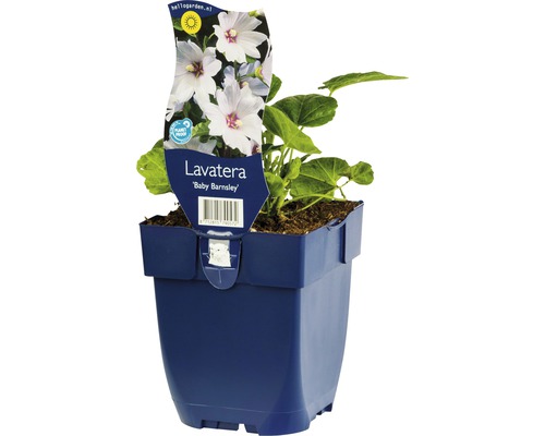 FLORASELF Struikmalva Lavatera-Cultivars 'Baby Barnsley' Ø 11 cm