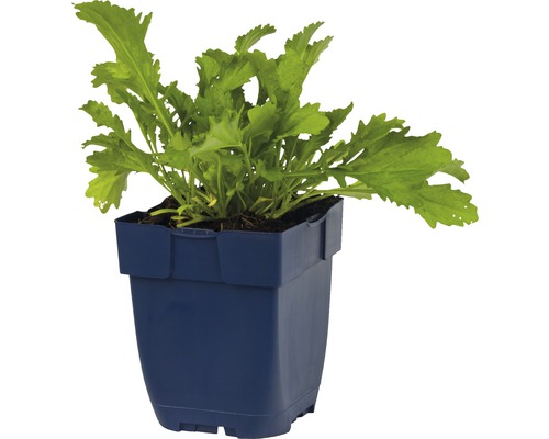 Jonge plant in plastic pot