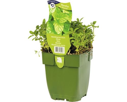 Marokkaanse munt in pot