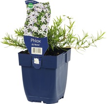 Vlambloem ''Benita'' in pot