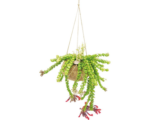 FLORASELF Kokodama Lippenstiftplant hanger Aeschynanthus Mix potmaat Ø 17 cm H 30-40 cm