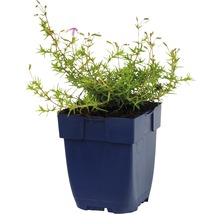 Aubrieta in pot