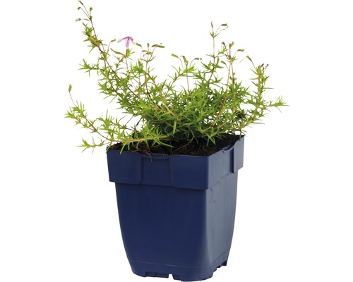 Aubrieta in pot