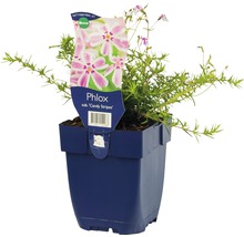Phlox Candy Stripes in een blauwe pot