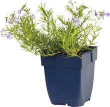 Blauwe zandkervel in pot