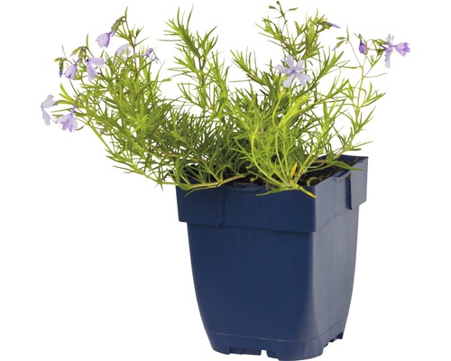 Blauwe zandkervel in pot