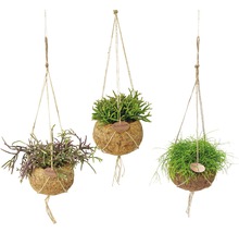 FLORASELF Kokodama Koraalcactus Hanger Rhipsalis Mix potmaat Ø 15 cm H 30-35 cm