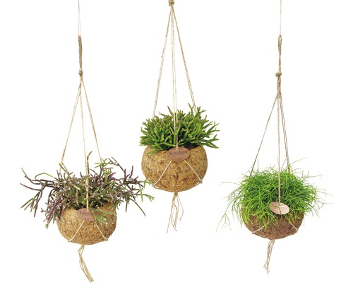 FLORASELF Kokodama Koraalcactus Hanger Rhipsalis Mix potmaat Ø 15 cm H 30-35 cm Drie hangende kokedama''s met verschillende groene planten in kokosnootschalen