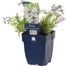 Vlambloem in pot