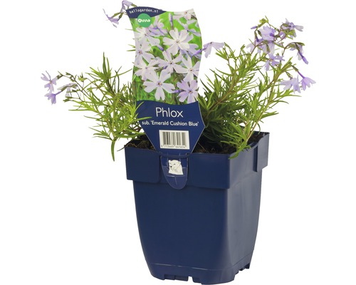 FLORASELF Kruipvlambloem Phlox subulata 'Emerald Cushion Blue' potmaat Ø 11.0 cm H 5-15 cm