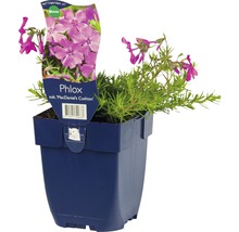Phlox sub McDaniel''s Cushion in pot