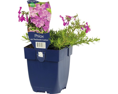 Phlox sub McDaniel''s Cushion in pot