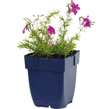 Gevulde ridderspoor in een pot