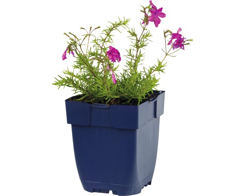 Gevulde ridderspoor in een pot