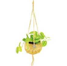 FLORASELF Kokodama Drakenklimop Hanger Scindapsus Mix potmaat Ø 15 cm H 30-35 cm