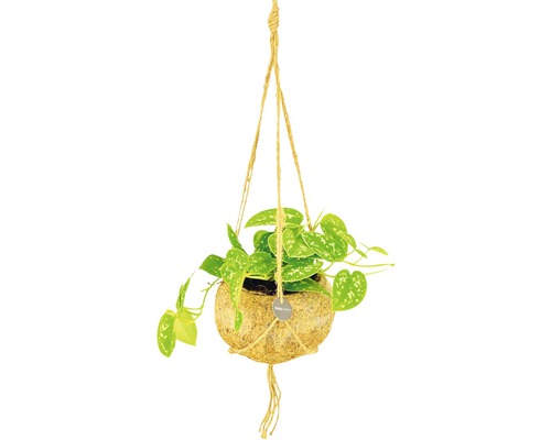 FLORASELF Kokodama Drakenklimop Hanger Scindapsus Mix potmaat Ø 15 cm H 30-35 cm Hangplant in een kokosnootpot met touwophanging
