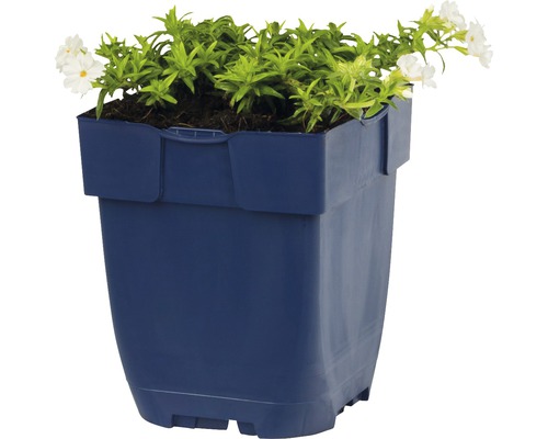 Blauwe bloempot met groene planten en witte bloemen