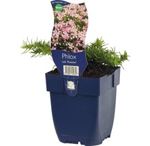 Vlambloem in pot