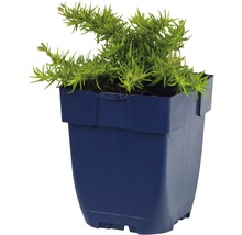 Plant in pot