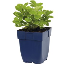 Aardbeiplant in een blauwe pot