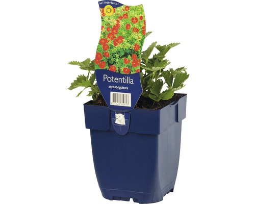 Bloedrode Ganzerik in blauwe pot