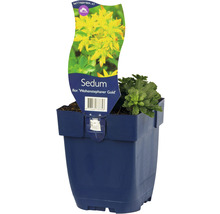 Sedum Weihanstephaner Gold plant in een blauwe pot