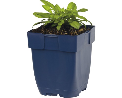 Vierkante bloempot met plant