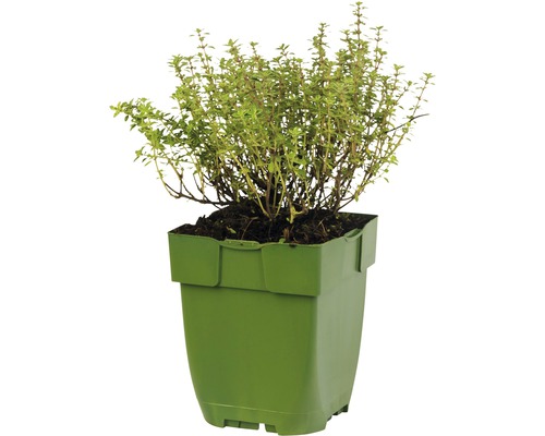 Tijm in pot