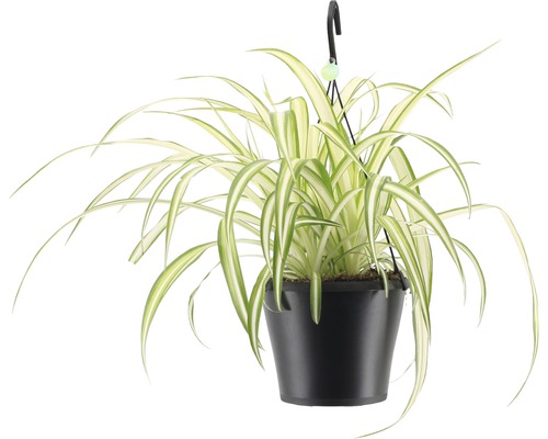 FLORASELF Graslelie Chlorophytum comosum 'Bonnie' potmaat Ø 17 cm H 40-50 cm Hangplant Graslelie in pot