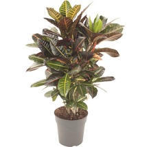 FLORASELF Wonderstruik Codiaeum Petra potmaat Ø 24 cm H 80 cm