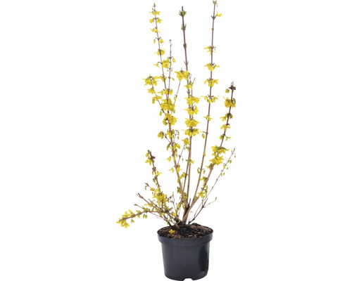 Forsythia in pot met gele bloemen