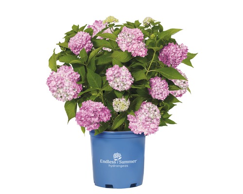 Endless Summer hortensia in pot met roze bloemen