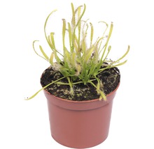 Zonnedauw plant in pot