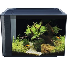 Aquarium met vissen, planten, wortelhout en stenen