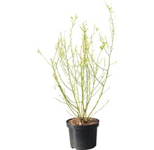 FLORASELF Ranonkelstruik Kerria japonica "Golden Guinea" potmaat Ø21 cm H 60-80 cm