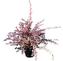 FLORASELF® Japanse berberis Berberis thunbergii 'Rose Glow' potmaat Ø17 cm