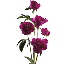 FLORASELF Paeonia Lactiflora Chinese pioen rood potmaat Ø 20 cm H 15-30 cm