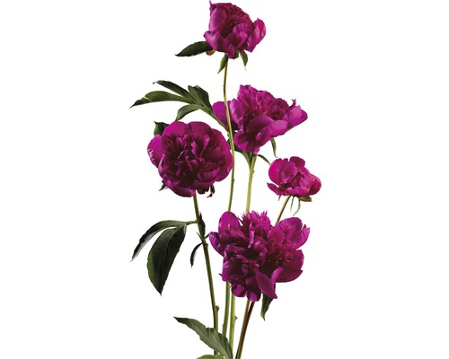 FLORASELF Paeonia Lactiflora Chinese pioen rood potmaat Ø 20 cm H 15-30 cm Boeket purperrode pioenen met groene bladeren