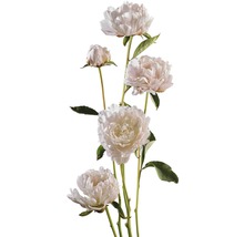 Boeket met pioenrozenbloemen en bladeren