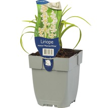 Leliegras Liriope muscari 'Monroe White' Ø 11 cm
